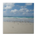 Recherche de mouettes carreaux Mer