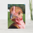 Recherche de bec vœux cartes Photographie