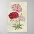 Suche nach sorten poster Blume