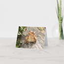 Recherche de amour de crapaud Romantique