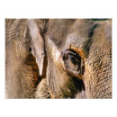 Suche nach zootiere poster Elefant