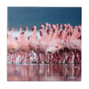 Suche nach gruppe tiere untersetzer Farbbild