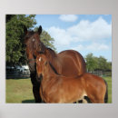 Recherche de poulain jument posters Ferme