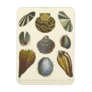 Suche nach sammlungen magnete Koralle