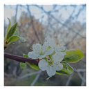Recherche de fleurs de cerisier blanches posters Photographie de la nature