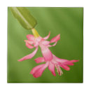 Suche nach lafayette fliesen Blume