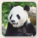 Recherche de pandas mignons dessous de verres Photos de panda