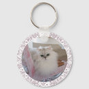 Recherche de chat persan blanc Animaux de compagnie