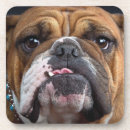 Suche nach english untersetzer Tiere