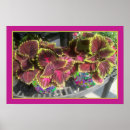Recherche de coleus posters Plantes