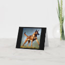 Recherche de malinois belges cartes postales Chiot