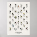 Recherche de histoire naturelle posters Faune
