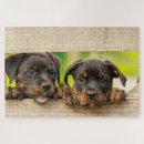 Suche nach rottweiler puzzle Niedlich