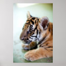 Recherche de bébé mignon posters Tigre