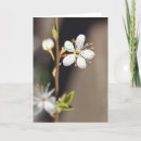 Suche nach kirschblüte baum karten Blume