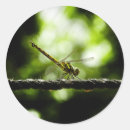 Recherche de libellule autocollants Vert
