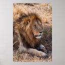 Suche nach afrikanisches tier poster Katze