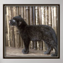 Suche nach baby leopard poster Afrika
