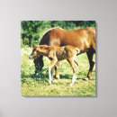 Suche nach fohlen poster leinwandbilder Gras
