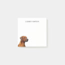 Recherche de ridgeback rhodesian Blanc