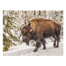 Suche nach bison foto poster Schnee