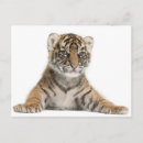 Suche nach sumatran poster Gefahr