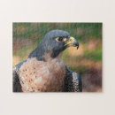 Recherche de pèlerin puzzles Faucon