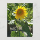 Suche nach sonnenblumen postkarten Himmel