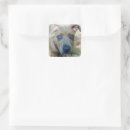Recherche de pit autocollants Apbt