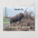Suche nach moschus postkarten Alaska