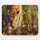 Suche nach bengalischer tiger mousepads Wild lebende tiere