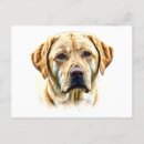 Recherche de labrador retriever cartes postales Canine