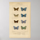 Recherche de vintage butterfly posters Entomology