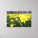 Suche nach narzisse leinwandbilder Gelb