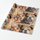 Recherche de bulldog papier cadeau Canine