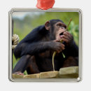 Recherche de singe de noël cartes postales Chimpanzé