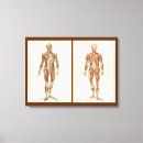 Suche nach muskeln leinwandbilder Anatomie
