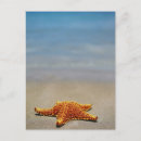 Suche nach starfish postkarten Ocean