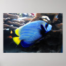 Suche nach angelfish poster Fische