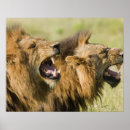 Suche nach brüllend poster Natur