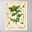 Suche nach vintage pflanze poster Botanisch