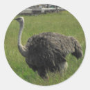Recherche de autruche autocollants Oiseau