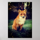 Suche nach roter fuchs poster Füchse
