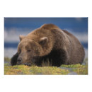 Suche nach braunbär poster Raubtier