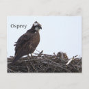 Suche nach vogelnest postkarten Fotografie