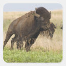 Recherche de taureau autocollants Bison