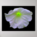 Recherche de pétunia posters Floral