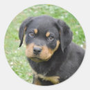 Recherche de chiot rottweiler autocollants Rotation