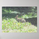 Suche nach wildes kaninchen poster Hase