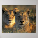 Suche nach botswana poster Natur